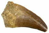 Fossil Mosasaur (Mosasaurus) Tooth - Morocco #345098-1